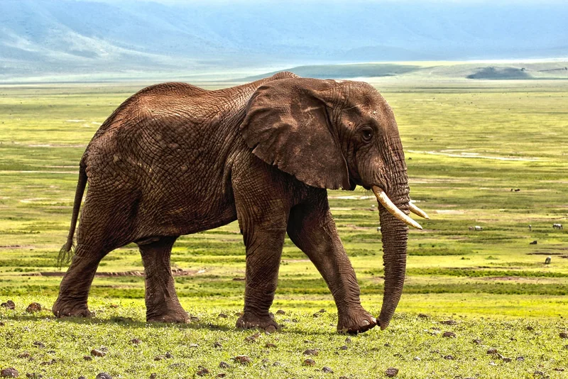 Quand partir et où aller pour un safari mémorable en 2026