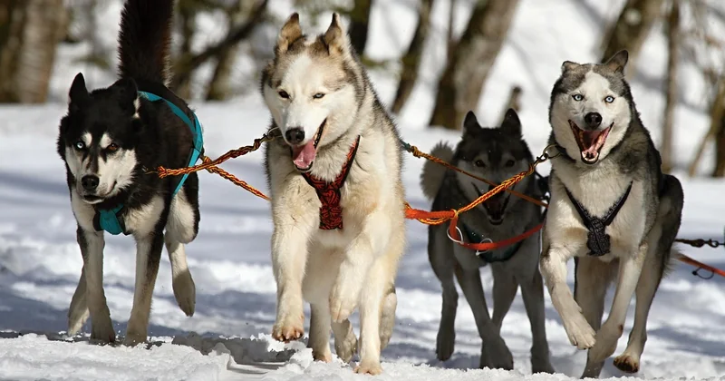 Chiens de traîneau, igloo et autres folies nordiques