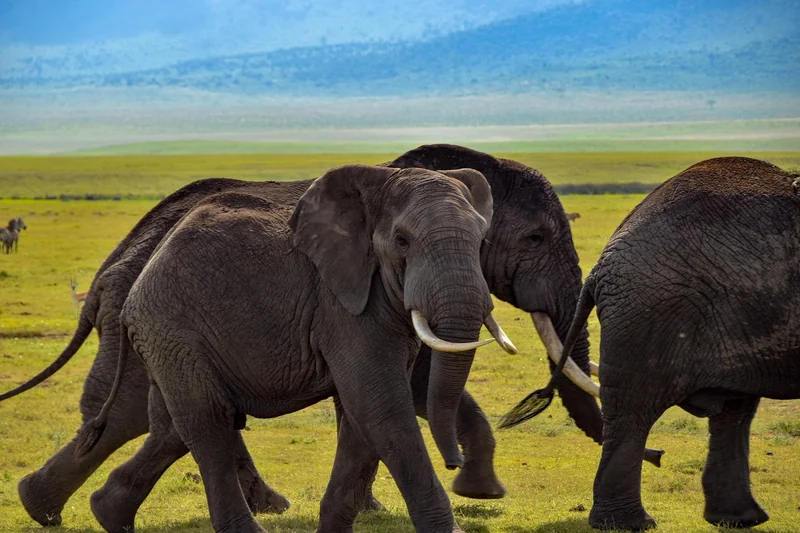 Observer sans déranger : les règles d'or d'un safari responsable